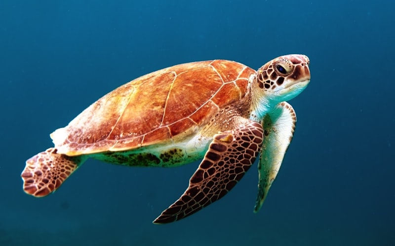 Sea turtle in ocean water